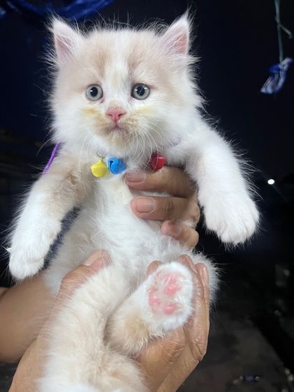 น้องแมวเปอร์เซียเพศผู้ รูปที่ 10