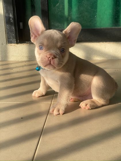 ลูกสุนัข