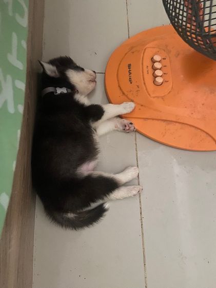 ไซบีเรีย