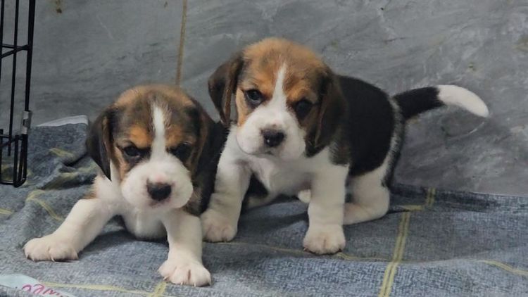 บีเกิล (Beagle) เล็ก ลูกสุนัขบีเกิ้ลเพศเมียสวยๆ สายเลือดดี มีใบเพ็ด