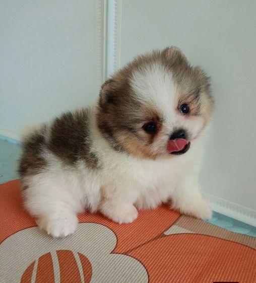 ปอมเมอเรเนียน (Pomeranian) เล็ก ปอมเมอเรเนียน