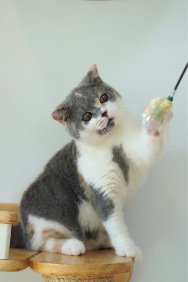 บริติช ชอร์ตแฮร์ (British Shorthair) เด็กหญิงสามสี