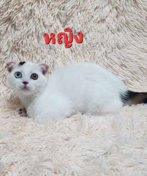 สก็อตติช โฟลด์ (Scottish Fold) สก๊อตติช
