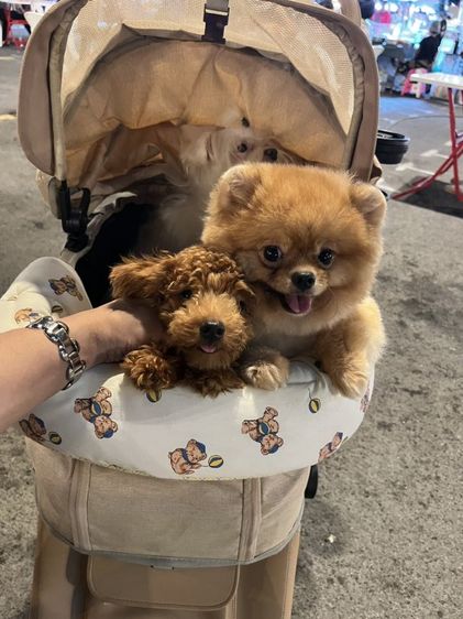 น้องพุดเดิ้ล เพศหญิง อายุ8เดือน น้องเป็นไซร้ทีคัพไซร้มินิ น้ำหนัก2.0โลพอดี อายุ8ด.แล้วน้องไม่โตอีกแล้วนะคะ เต็มฟอร์มแล้วค่ะ วัคซีนครบ 
