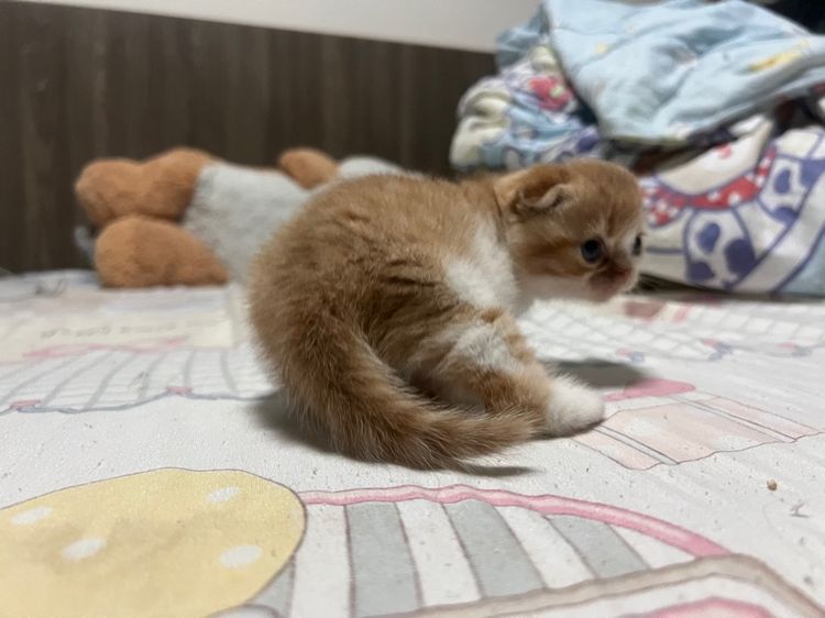 สก็อตติช รูปที่ 5