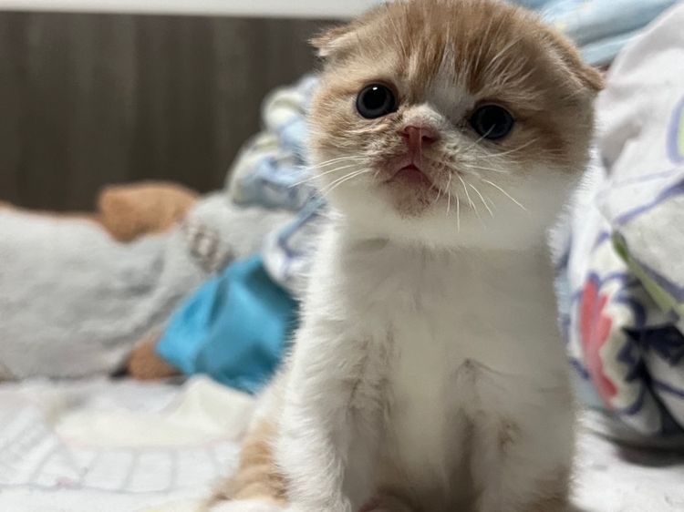 สก็อตติช โฟลด์ (Scottish Fold) สก็อตติช