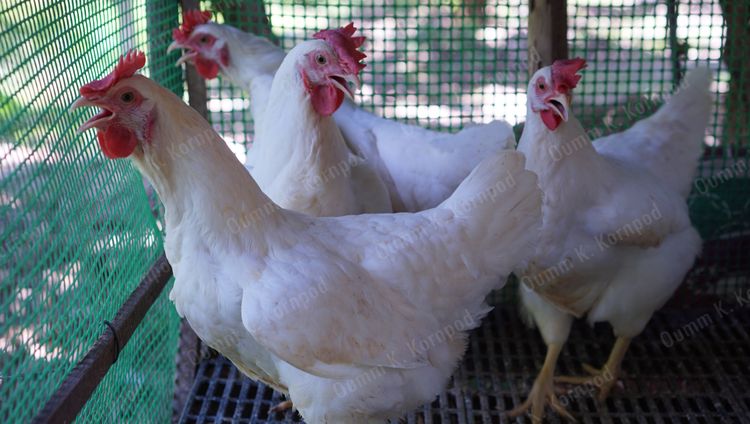 พ่อแม่พันธุ์ไก่ไข่ โร๊ดขาว 7.5 เดือน