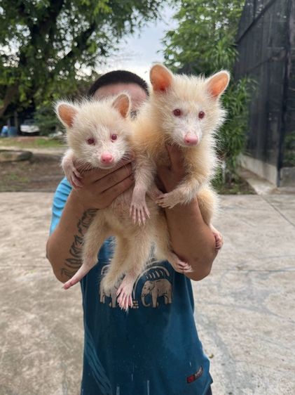 ขาย แร็กคูน ส่งได้ทั่วไทยครับ รูปที่ 2