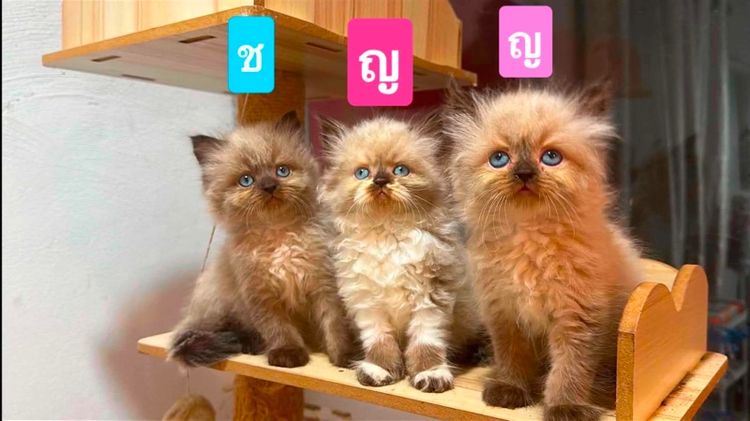 เปอร์เซีย (Persian) ลูกแมวเปอร์เซีย