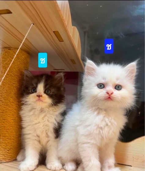 เปอร์เซีย (Persian) ลูกแมวเปอร์เซีย