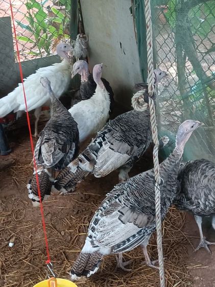 ไก่งวง อเมริกันบาร์อน