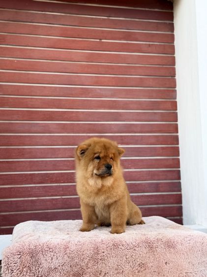 เชาเชา รูปที่ 4
