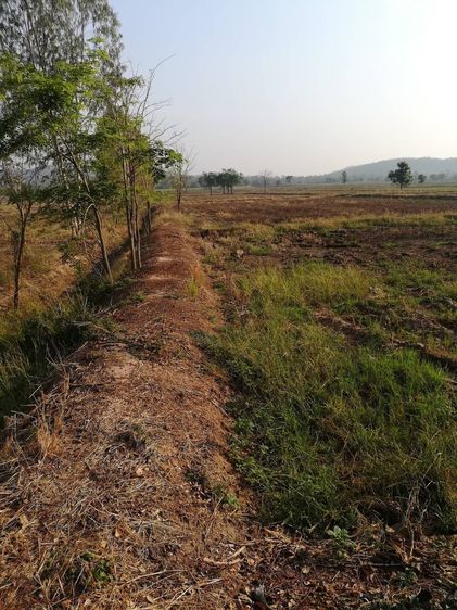 ขายที่ดิน  ทำนาทำสวน น้ำไม่ท่วม