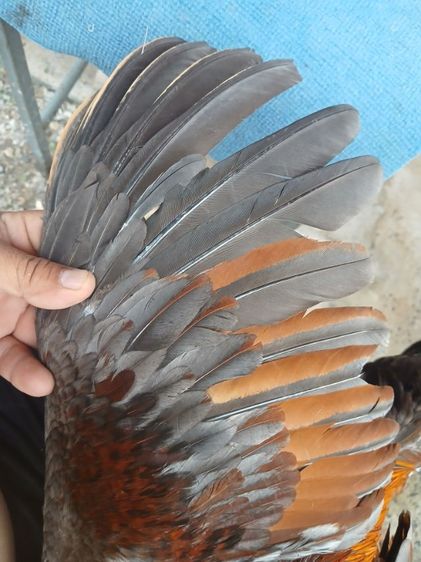ไก่ รูปที่ 3