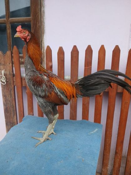 ไก่ รูปที่ 2