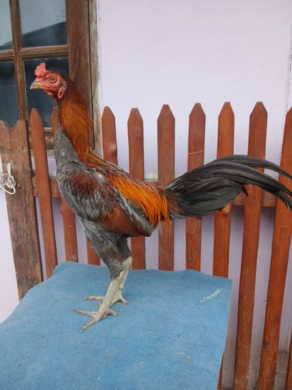 ไก่