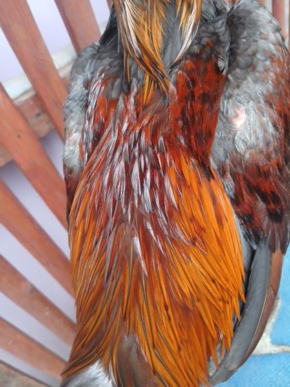 ไก่ รูปที่ 4