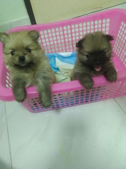 ปอมเมอเรเนียน (Pomeranian) เล็ก ปอมๆๆเเท้
