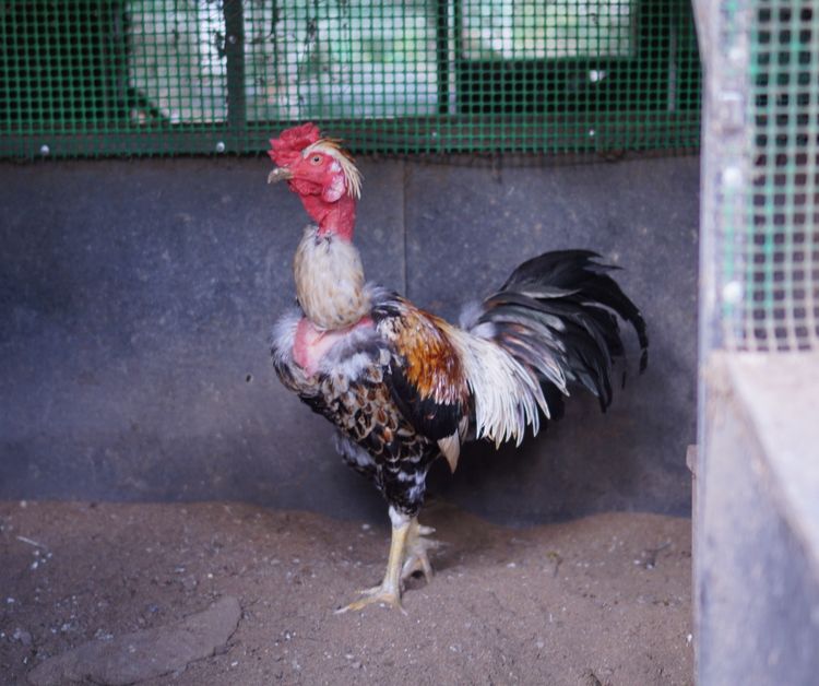 ไก่คอล่อนตัวผู้ รูปที่ 4