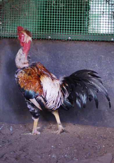 ไก่คอล่อนตัวผู้