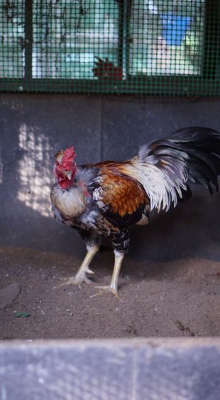 ไก่คอล่อนตัวผู้ รูปที่ 3