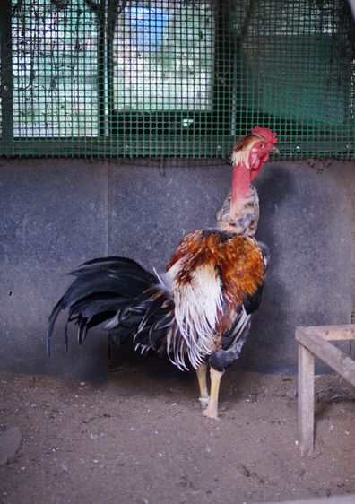 ไก่คอล่อนตัวผู้ รูปที่ 5