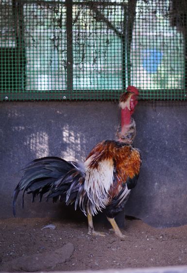 ไก่คอล่อนตัวผู้ รูปที่ 2