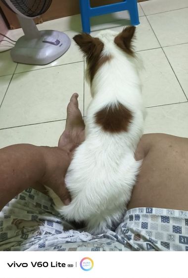 น้องขี้เล่นขี้อ้อนติดคนไม่เดื้อไม่ซนเลี้ยงง่าย