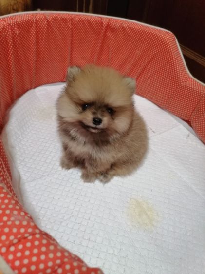 ปอมเมอเรเนียน (Pomeranian) ขายลูกสุนัขปอม แท้ เพศเมีย(ราคาแบ่งปัน) หน้าหมี สวยๆ ขนแน่นหนา เกิดจาก พ่อ+แม่ ปอมแท้ size เล็ก ที่บ้านและเจ้าของ post ขายเอง ในราคาไม่แพง