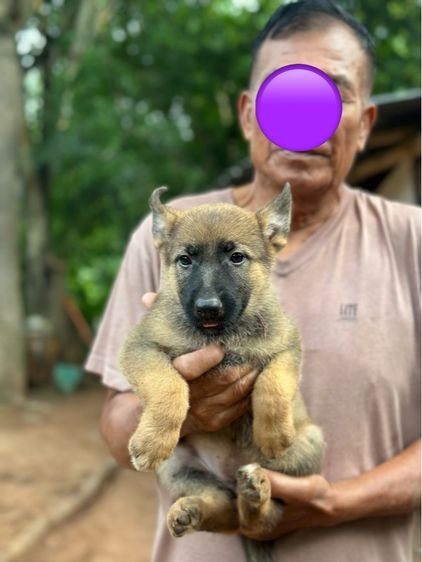 เยอรมันเชพเพิร์ด (German Shepherd) เล็ก สุนัข