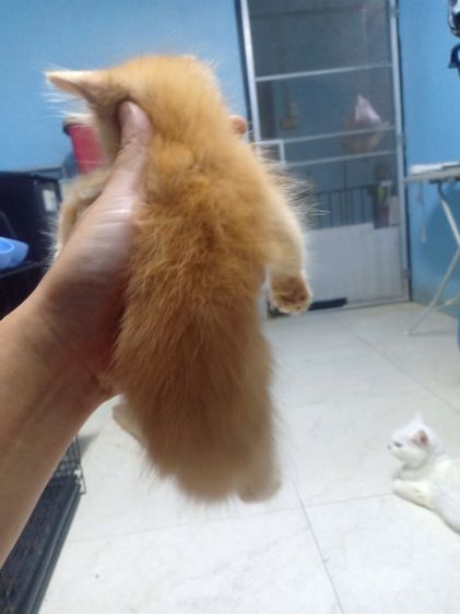 ลูกแมวเปอร์เซีย รูปที่ 4