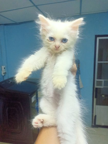 เปอร์เซีย (Persian) ลูกแมวเปอร์เซีย