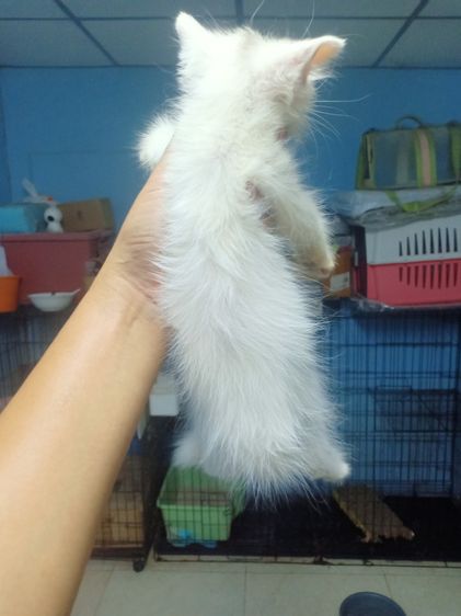 ลูกแมวเปอร์เซีย รูปที่ 6