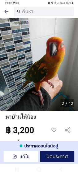 หาบ้านให้น้อง