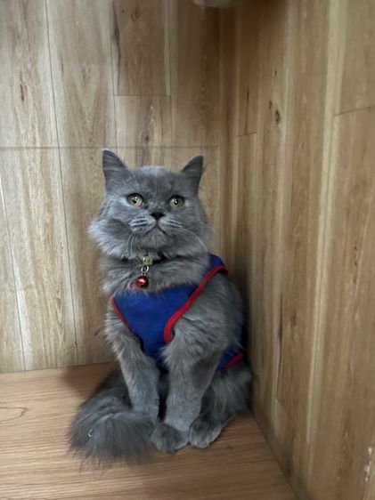 Scottish fold longhair 5เดือน รูปที่ 4