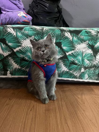 Scottish fold longhair 5เดือน รูปที่ 2