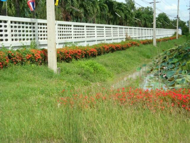 ที่ดิน 100ไร่ ติดถนนใหญ่ รูปที่ 4