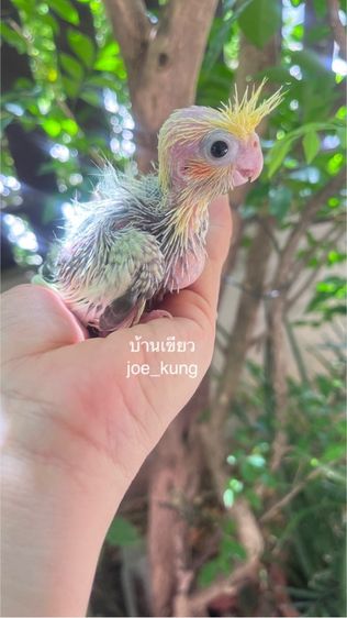 คอกคาเทล