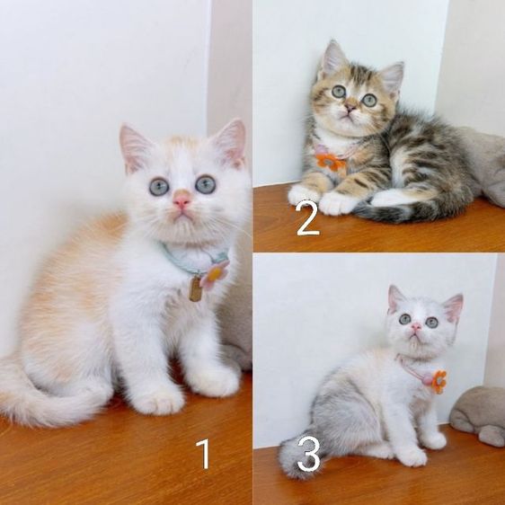 แมวสก๊อตติสโฟร์ สายพันธุ์แท้ คุณภาพ