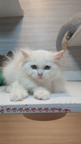 เปอร์เซีย (Persian) แมวเปอร์เซีย สีขาว เพศเมีย ตรวจหัดให้ก่อนย้ายรับประกันเอดส์แมวกับรคีเมียคะ