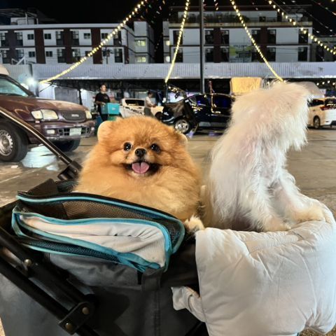 รถเข็นน้องหมา ยี่ห้อ ibiyaya รูปที่ 3