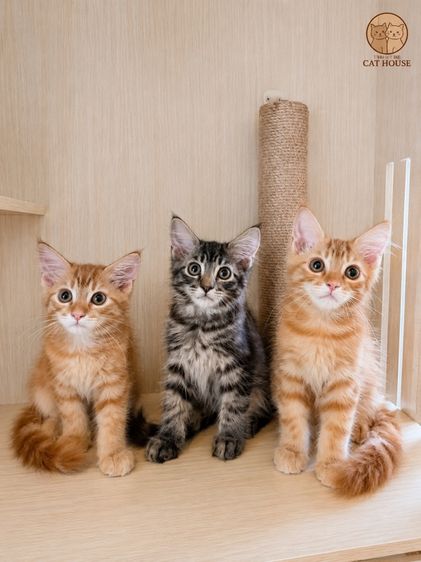 เมนคูน (Maine Coon) เมนคูน