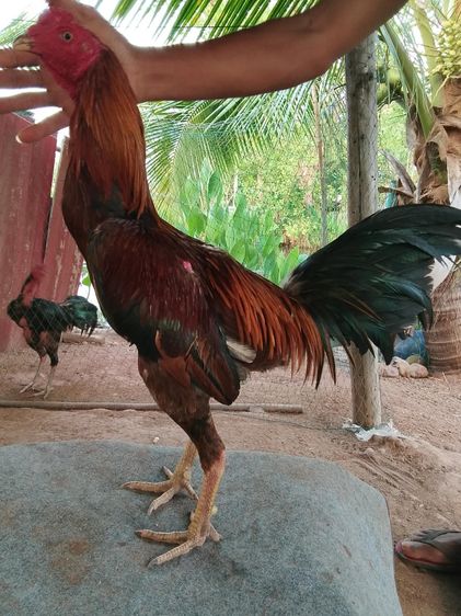 มีไก่หนุ่มคัดผ่าน รวมส่ง รูปตัวอย่าง
