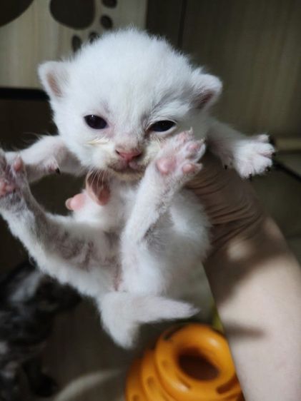 น้องแมวอเมริกันชอตแฮร์