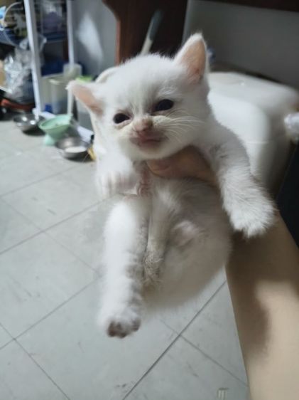 น้องแมวอเมริกันชอตแฮร์ ชาย รูปที่ 2