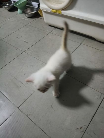 น้องแมวอเมริกันชอตแฮร์ ชาย รูปที่ 4