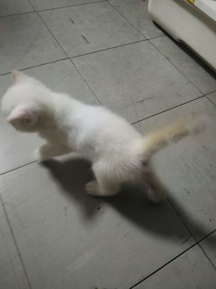 น้องแมวอเมริกันชอตแฮร์ ชาย รูปที่ 3
