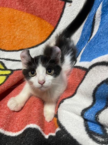 อเมริกัน เคิร์ล (American Curl) น้องแมวพันธุ์ เพศชาย พ่อหิมาลายัน แม่อเมริกันเคิร์ล ( หูบิน ) 