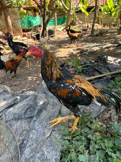ไก่เหลืองหางขาว