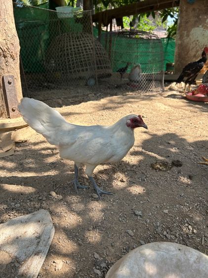 ไก่ต่อขาวมงคล
